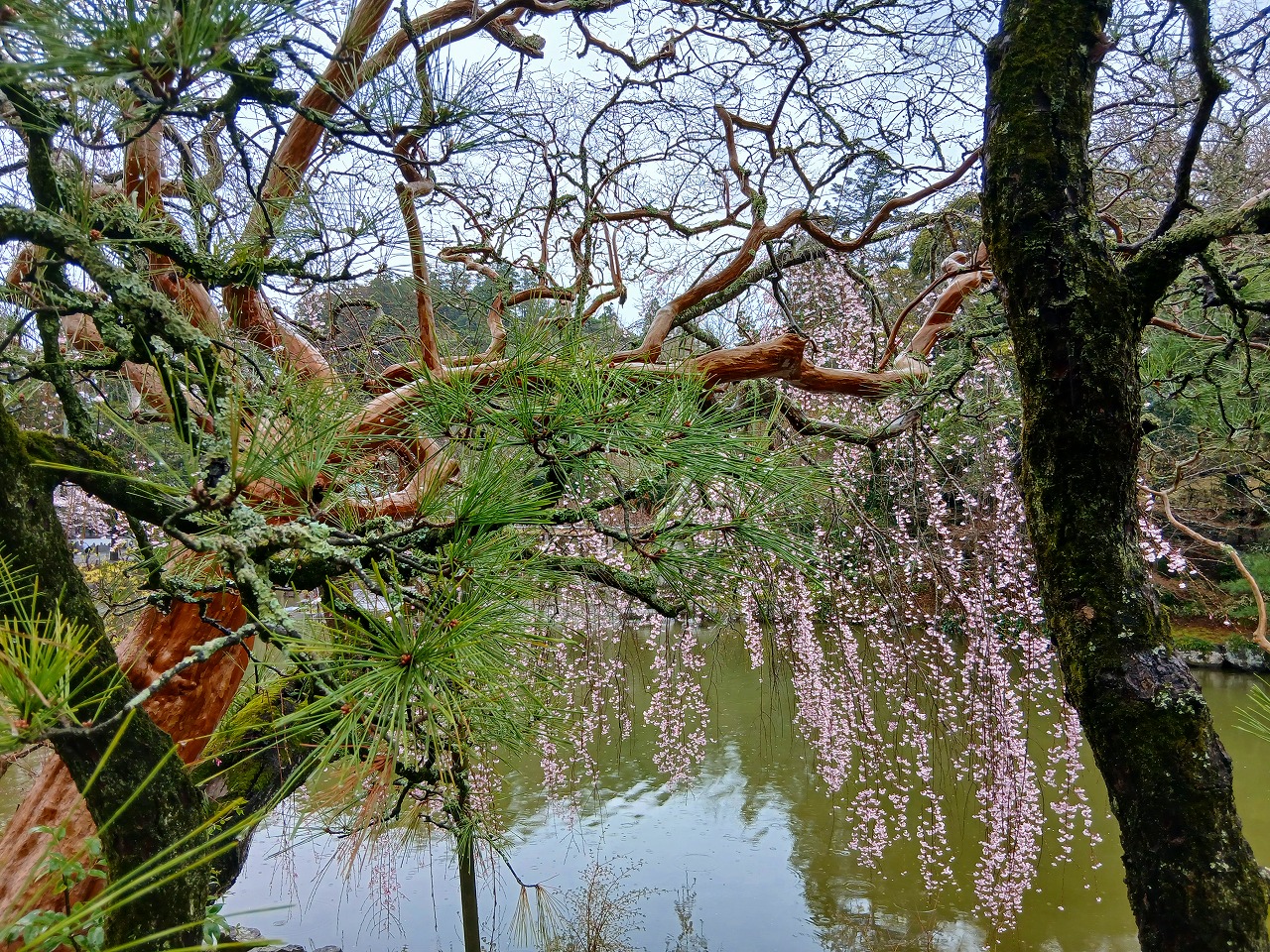 2026-03-26成田山新勝寺散策風景2